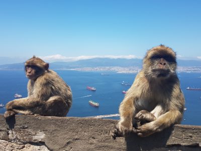 Monkeys Gibraltar
